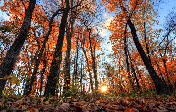 Picture autumn, forest, the sky, leaves, the sun, rays, trees