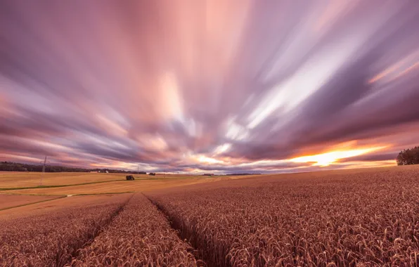 Wheat, field, sunset, the evening, harvest