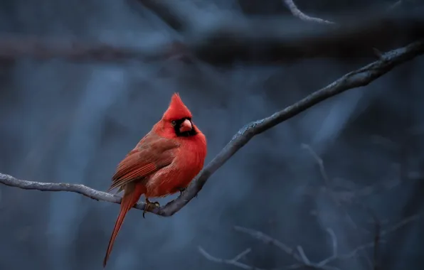 Branches, bird, blue background, cardinal, red cardinal