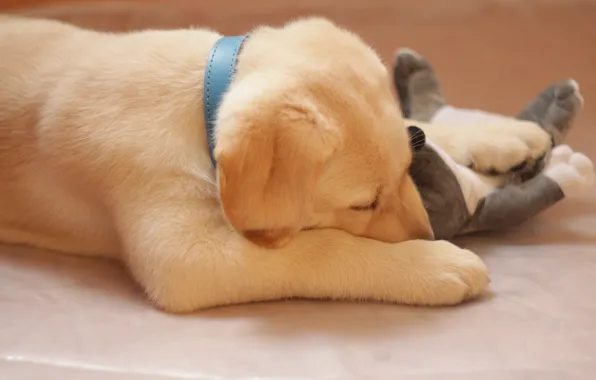 Dog, sleeping, puppy, in the arms of