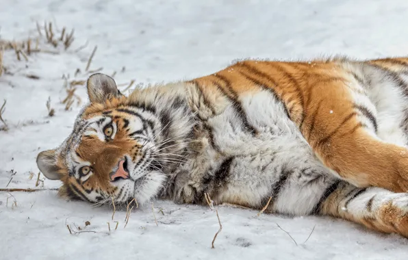 Picture snow, wild cat, tigress