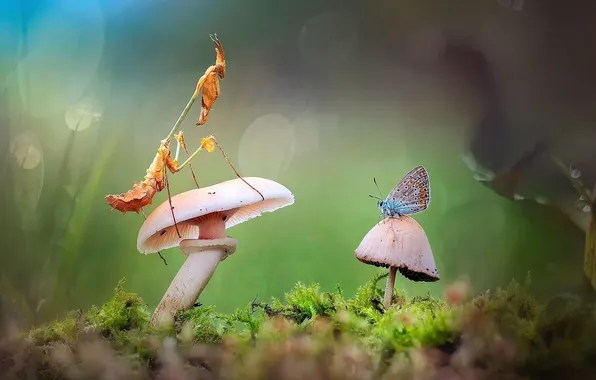 GRASS, BUTTERFLY, MOSS, INSECTS, MUSHROOMS