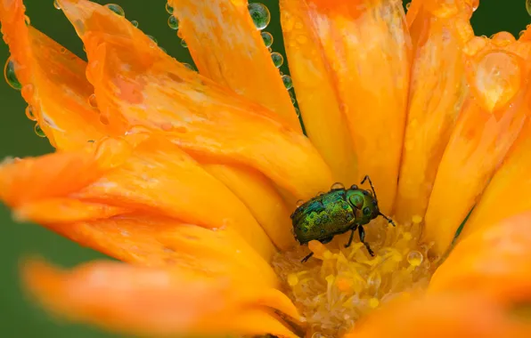 Flower, water, drops, macro, orange, green, beetle, petals