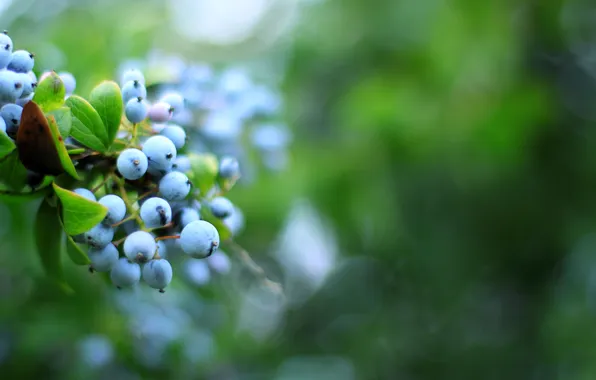 Macro, photo, Wallpaper