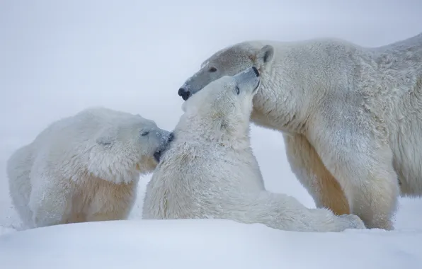 Picture winter, snow, bears, Alaska, polar bears, polar bears