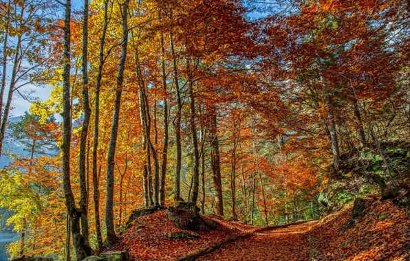 Road, autumn, forest, trees, Italy
