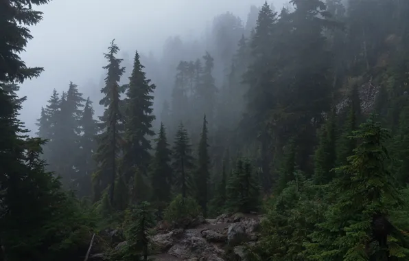 Forest, trees, mountains, nature, overcast, slope, haze, USA