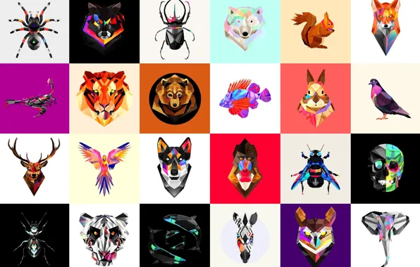 Abstract, spider, sake, monkey, bear, fox, rabbit, dog
