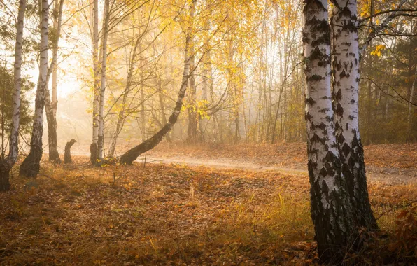 Autumn, forest, fog, Park, foliage, morning, birch, birch
