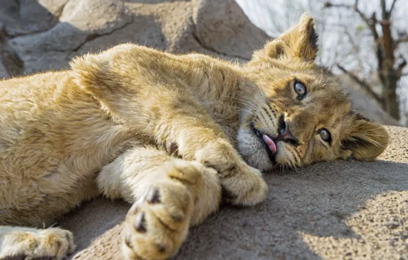 Picture language, cat, look, stone, cub, lion, ©Tambako The Jaguar