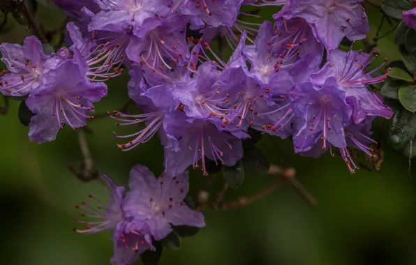 Macro, rhododendron, Azalea