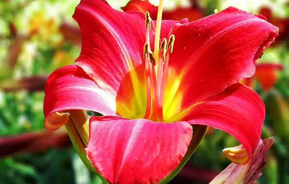 Picture macro, Lily, petals