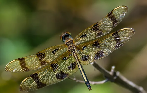 Picture macro, wings, dragonfly, insect