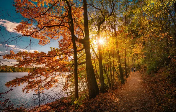 Picture autumn, trees, lake, Park, path