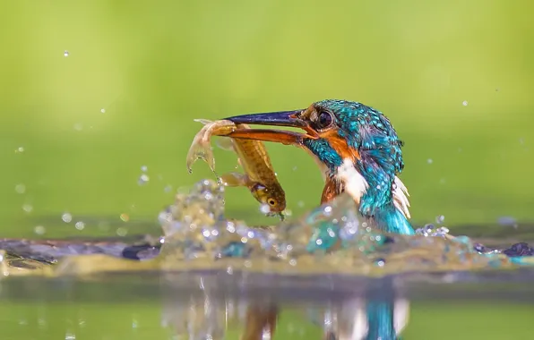 Water, squirt, birds, nature, reflection, bird, fish