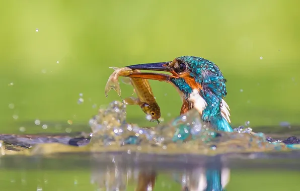 Picture water, squirt, birds, nature, reflection, bird, fish