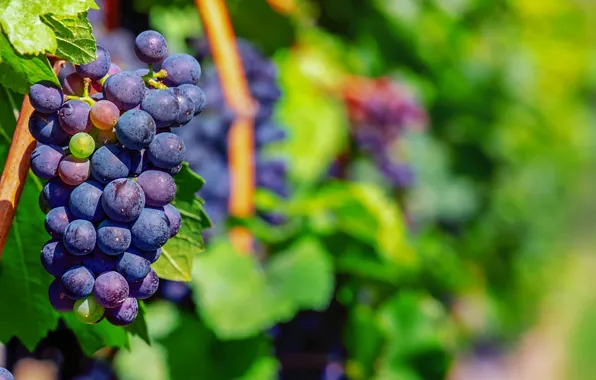 Ripe, Fruit, Grapes, Sweet, Vine