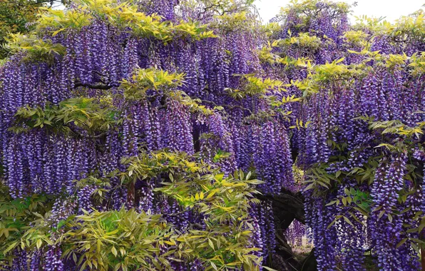 Flowers, thickets, purple, the bushes, a lot, inflorescence, lilac, vines