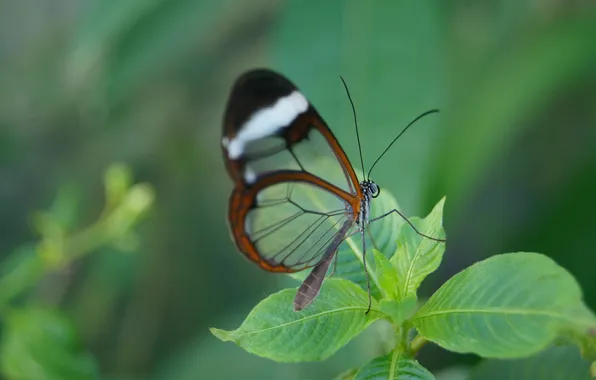 Leaves, microsemi, wings, Butterfly, insect, beautiful, closeup