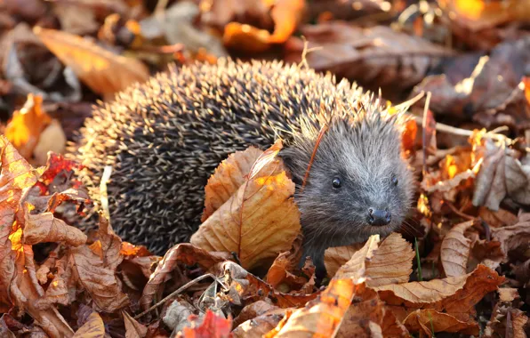 Autumn, look, leaves, nature, foliage, hedgehog, hedgehog, autumn