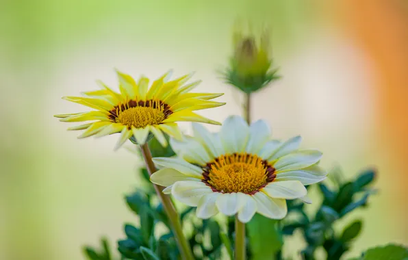 Picture macro, flowers, nature, gatsani