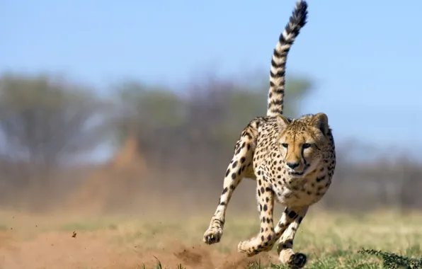 Runs, Cheetah, tail pipe, dust