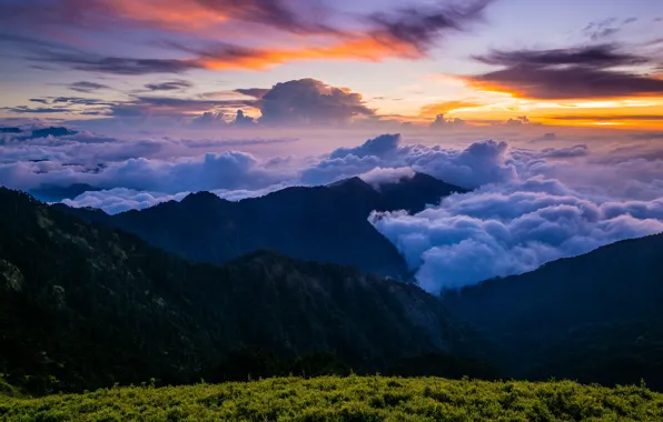 Picture greens, forest, summer, the sky, grass, clouds, landscape, sunset