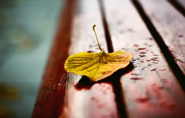 Picture autumn, drops, macro, bench, yellow, sheet, blur, shop