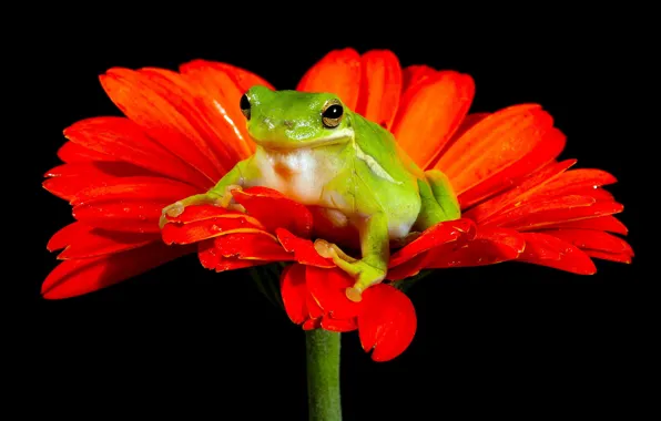 Picture flower, nature, frog