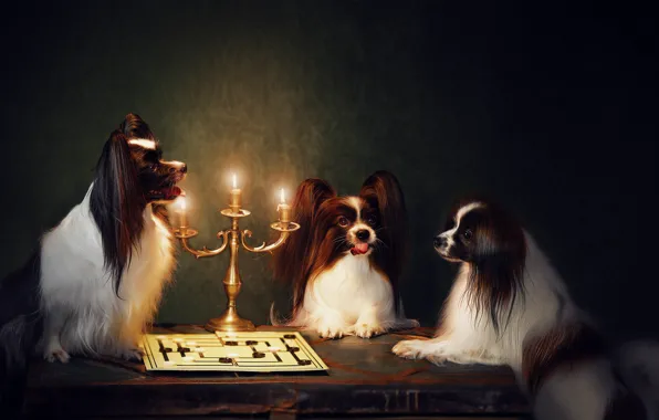 Dogs, background, the situation, trio, candle holder, checkers, Trinity, Papillon