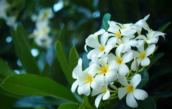 Plumeria, white, inflorescence