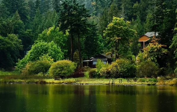 Greens, trees, nature, shore, river