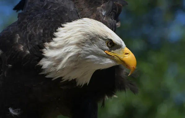 Look, background, bird, eagle, portrait, wings, predator, profile