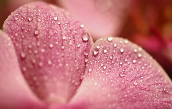 Picture drops, macro, Rosa, pink, petal