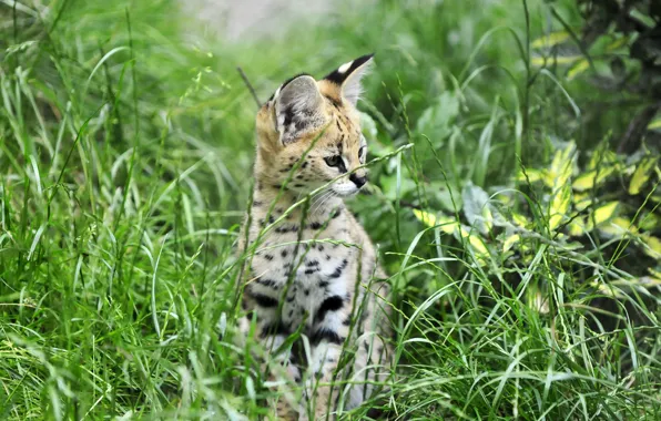 Cat, grass, cub, kitty, Serval