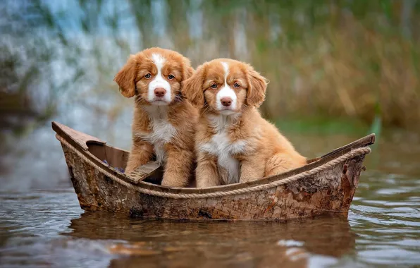 Picture dogs, look, water, nature, background, boat, puppies, red