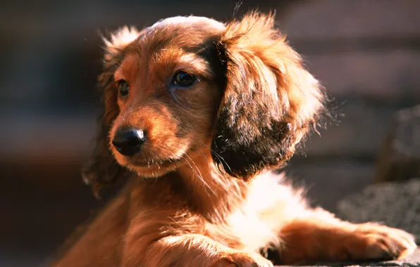 Look, face, the sun, dog, dog, puppy, Dachshund, ears