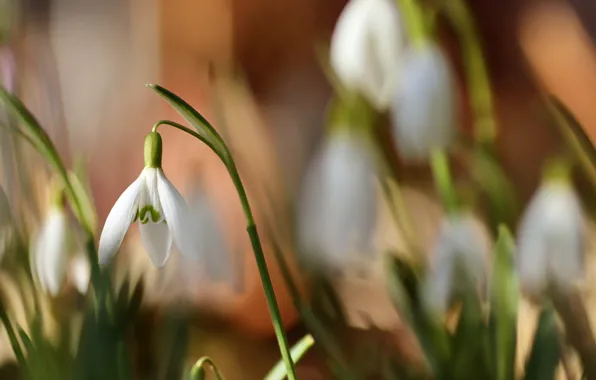 Flowers, blur, spring, snowdrops, white, snowdrop, bokeh, blurred background