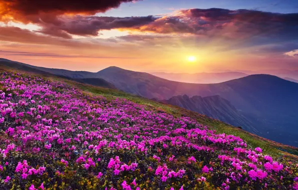 The sky, the sun, sunset, flowers, mountains, dawn, spring, pink