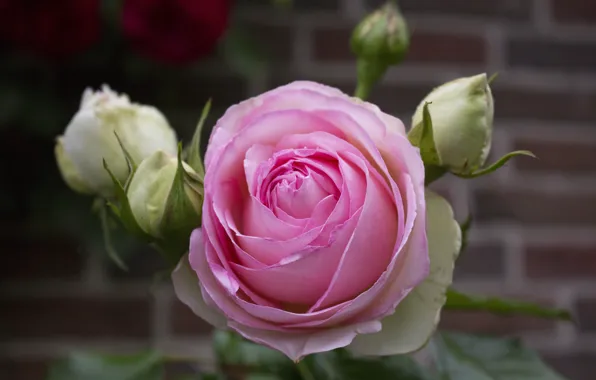 Flower, leaves, macro, flowers, pink, rose, roses, garden