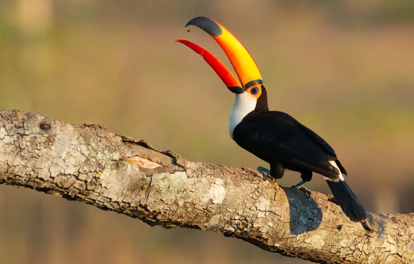 Pose, background, bird, branch, Toucan