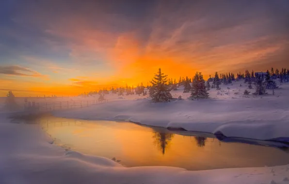 Winter, forest, snow, nature, river, dawn