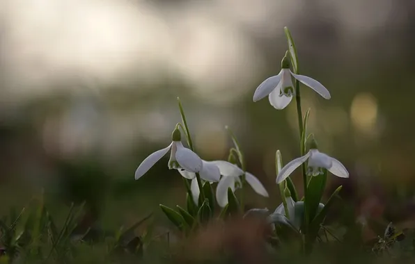 Grass, macro, flowers, earth, plants, spring, snowdrops, white
