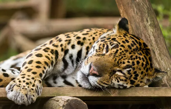 Picture cat, stay, Jaguar