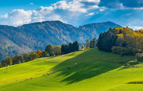 Field, autumn, forest, the sky, clouds, light, trees, mountains