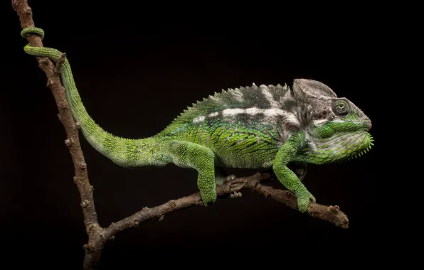 Picture branches, chameleon, black background