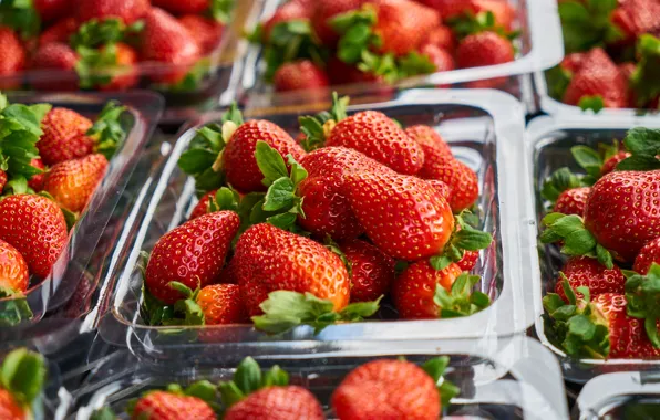 Berries, strawberry, container