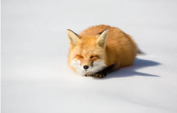 Winter, nature, Fox