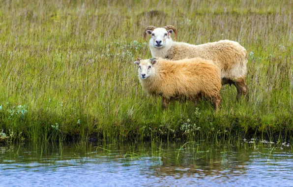 Greens, animals, grass, nature, shore, sheep, river, RAM