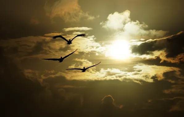 The sky, the sun, light, flight, sunset, birds, three, trio